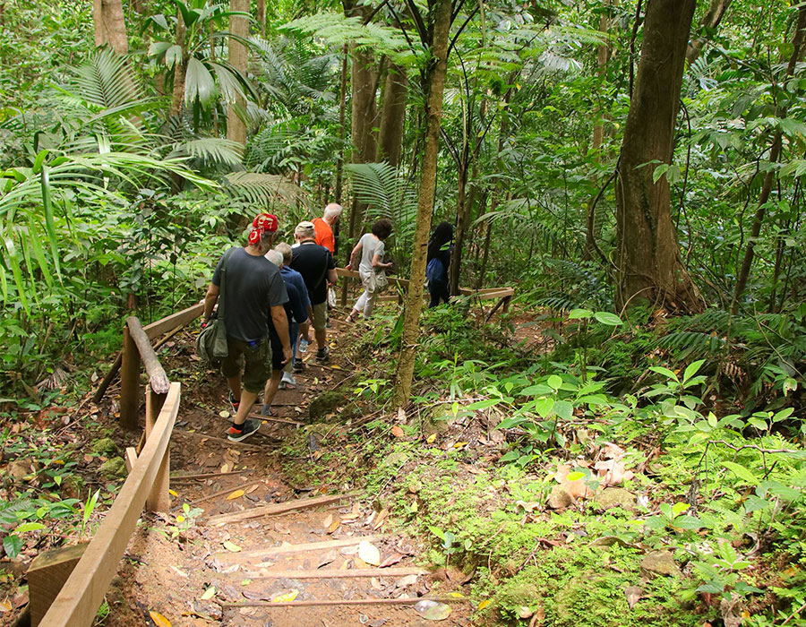 Hiking on a jungle trail in St. Lucia