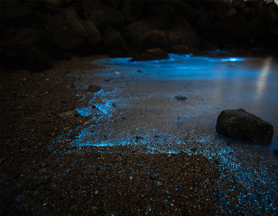 A bioluminescent bay tour in the Grand Cayman